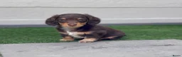 Miniature Dachshund dogs for sale: **LONGHAIRED MINIATURE DACHSHUNDS*** - Advert 2