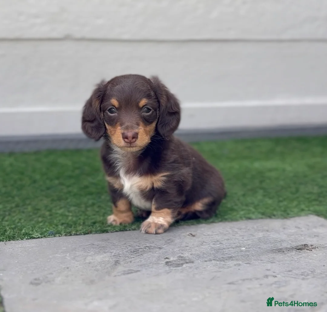 Miniature Dachshund dogs for sale: **LONGHAIRED MINIATURE DACHSHUNDS*** - Advert 2