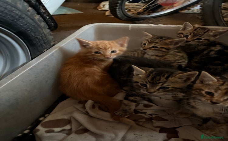 Mixed Breed cats - Advert 1