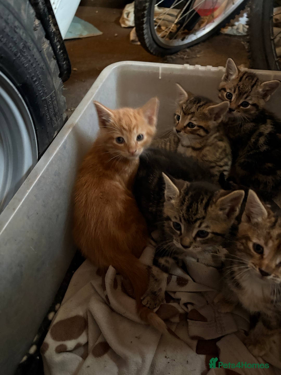 Mixed Breed cats for sale: 7 kittens looking for new home!  - Image 1