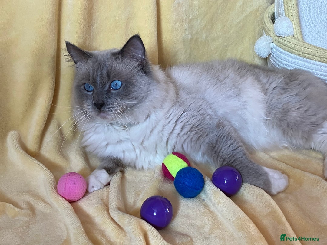 Ragdoll cats for stud: Ragdoll🏆Champion Bloodline 5GEN-Pedigree GCCF🌟💎 in Solihull - Advert 8