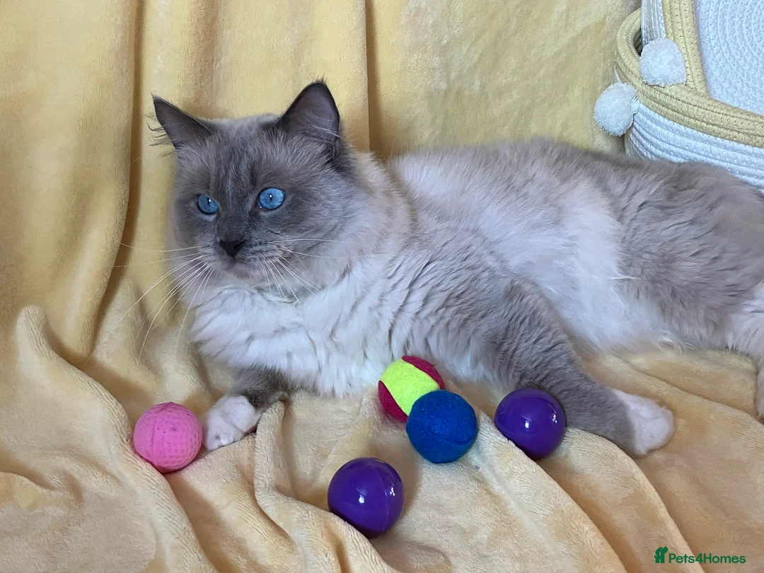 Ragdoll cats for stud: Ragdoll🏆Champion Bloodline 5GEN-Pedigree GCCF🌟💎 in Solihull - Advert 8