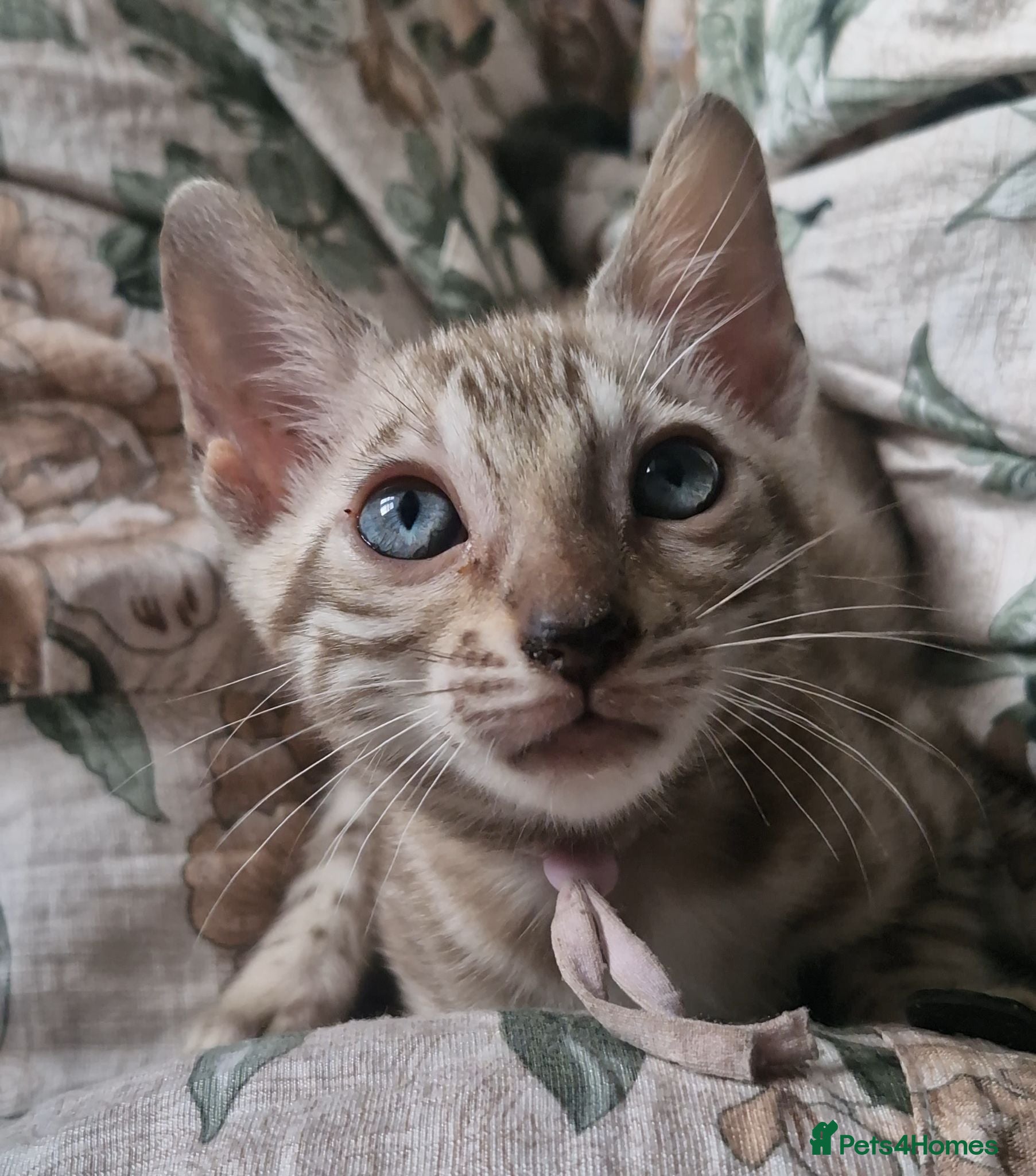 Bengal cats Only 1 Remaining! TICA Health Tested Kittens - Advert 2