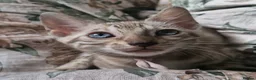 Bengal cats for sale: Only 1 Remaining! TICA Health Tested Kittens - Advert 2
