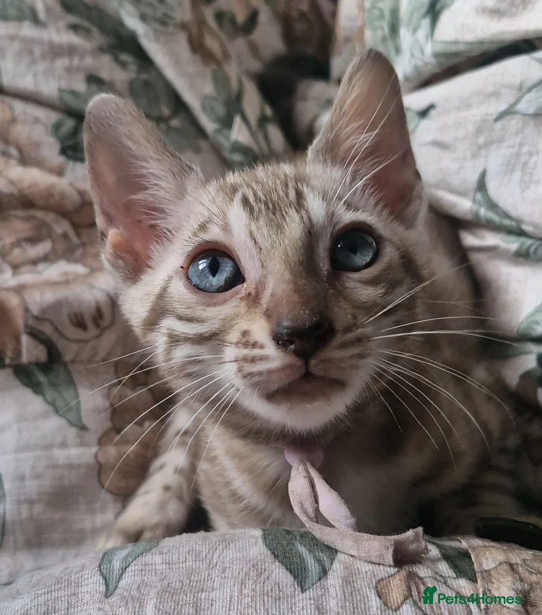 Bengal cats for sale: Only 1 Remaining! TICA Health Tested Kittens - Advert 2