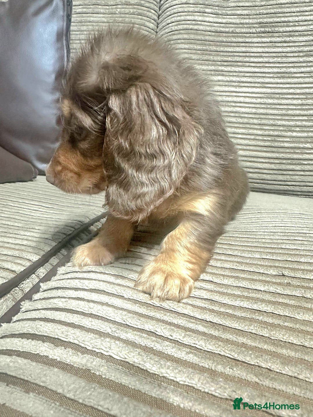 Miniature Dachshund dogs for sale: Cream Mini long hair Dachshunds - Advert 6