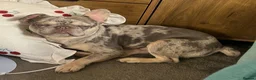 French Bulldog dogs for sale: Beautiful blue Merle French bulldog in Driffield - Advert 2