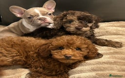 Toy Poodle dogs for sale: Teddi female 6’m old tiny Kc toy poodle  in Chichester - Image 8