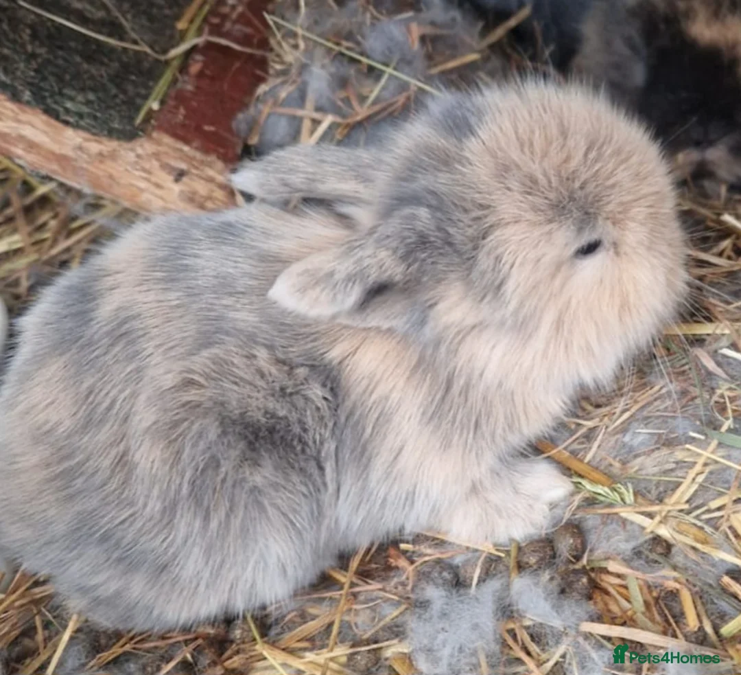 Mini Lop rabbits for sale: 1 x Black Buck (Boy) Mini Lion Lop and 4 babies - Advert 5