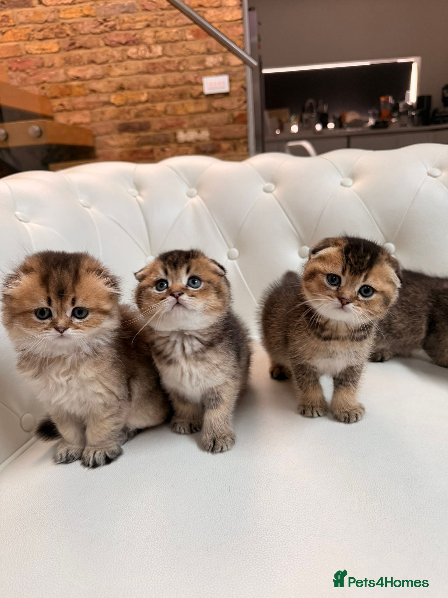 Scottish Fold cats Golden Scottish Fold Kittens – 2 Boys & 2 Girls - Advert 2