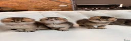 Scottish Fold cats for sale: Golden Scottish Fold Kittens – 2 Boys & 2 Girls - Advert 6