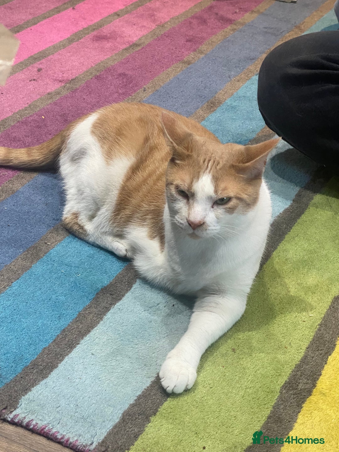 British Shorthair cats for sale: 💙Lovely 3 legged Tommy 💙 - Advert 1