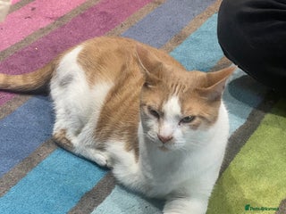 British Shorthair cats 💙Lovely 3 legged Tommy 💙 - Advert 1