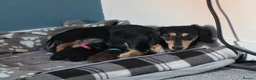 Miniature Dachshund dogs for stud: 🔥Proven KC Registered Miniature Dachshund Stud🔥  - Advert 3