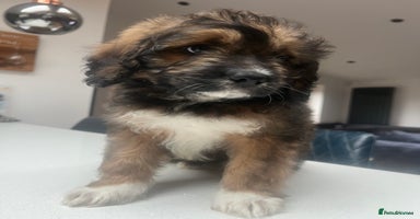 Mixed Breed dogs - Advert 2
