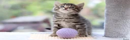 Domestic Shorthair cats for sale: Beautiful Kittens - Advert 2