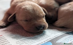 Labrador Retriever dogs for sale: Yellow Labrador Puppies  - Image 4