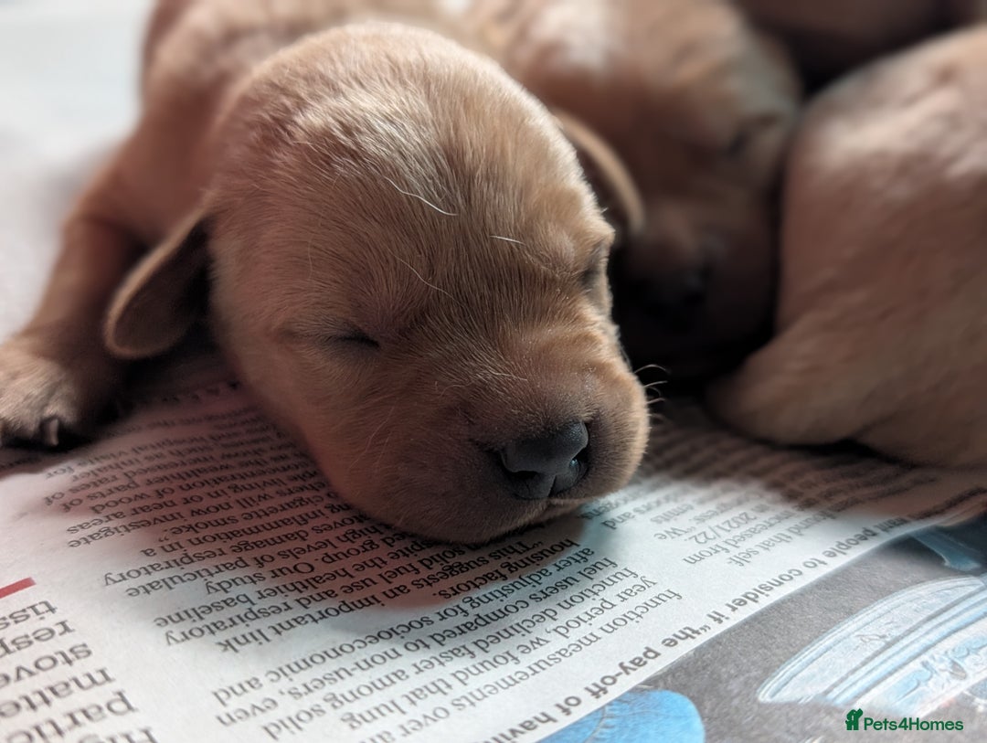 Labrador Retriever dogs for sale: Yellow Labrador Puppies  - Image 4