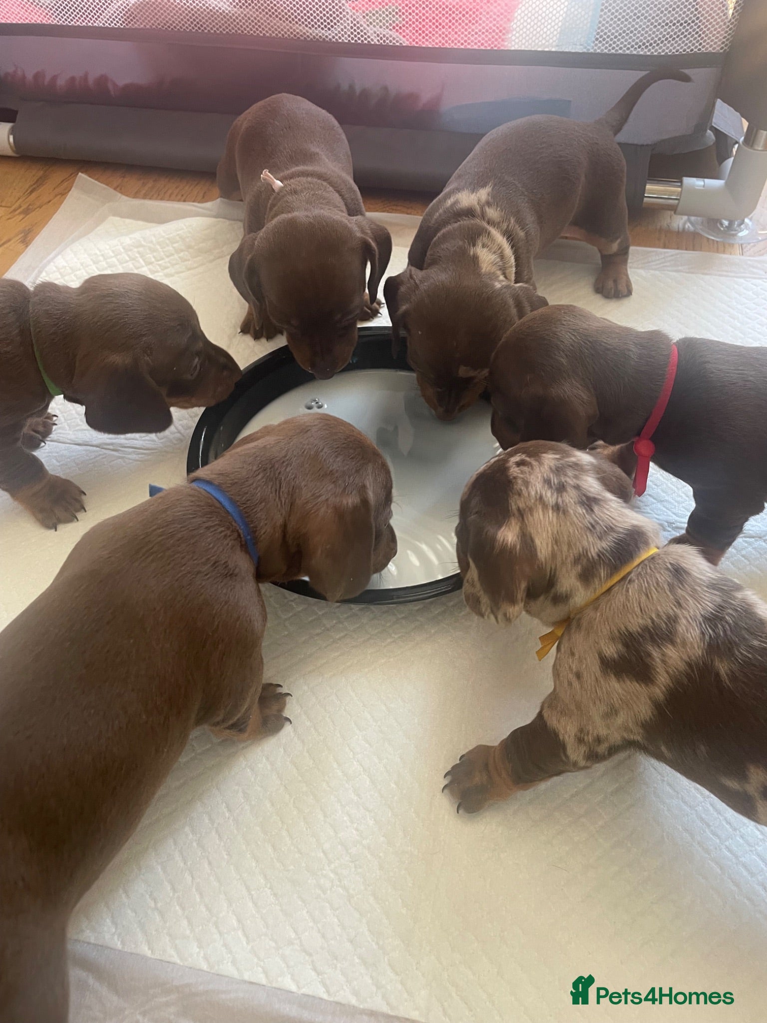 Miniature Dachshund dogs Miniature dachshunds - ready to leave mid-July  - Advert 2