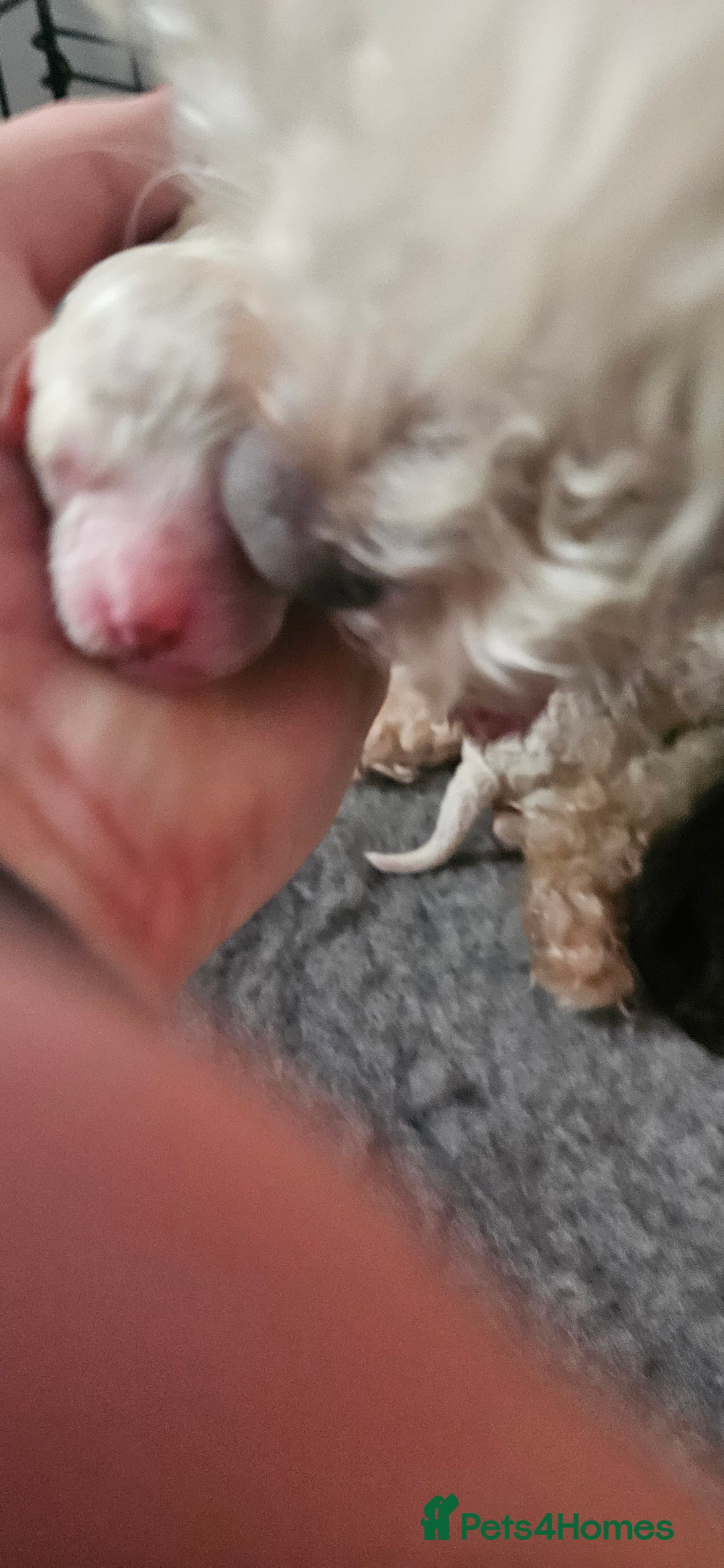 Toy Poodle dogs for sale: Beautiful Toy Poodles - Advert 7