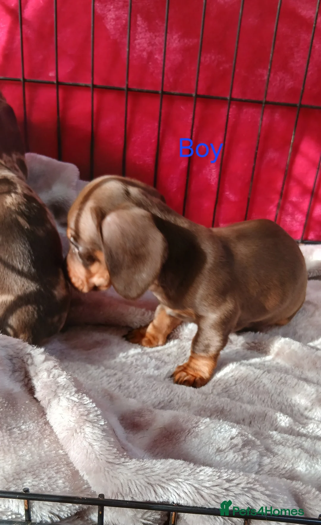 Miniature Dachshund dogs for sale: PRA, STUNNING MINIE'S READY NOW  - Advert 14