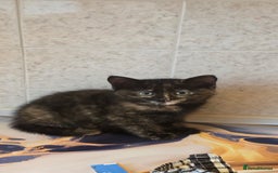 Mixed Breed cats for sale: Female kitten - Image 4