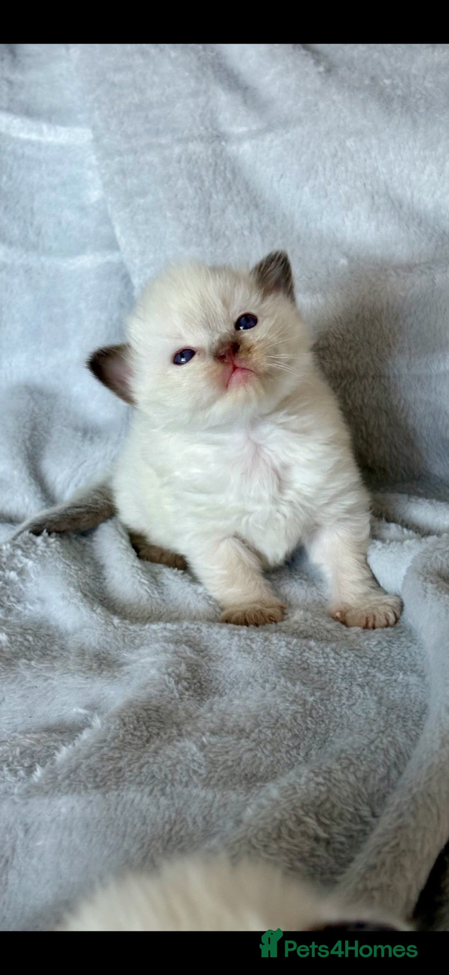 Ragdoll cats 🎀 ADORABLE GCCF Babies 🎀 - Advert 15