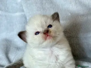 Ragdoll cats 🎀 ADORABLE GCCF Babies 🎀 - Advert 15