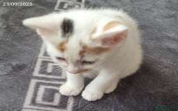 Domestic Shorthair cats for sale: 🐾2 Adorable Kittens Looking for Loving Homes🐾 - Image 6