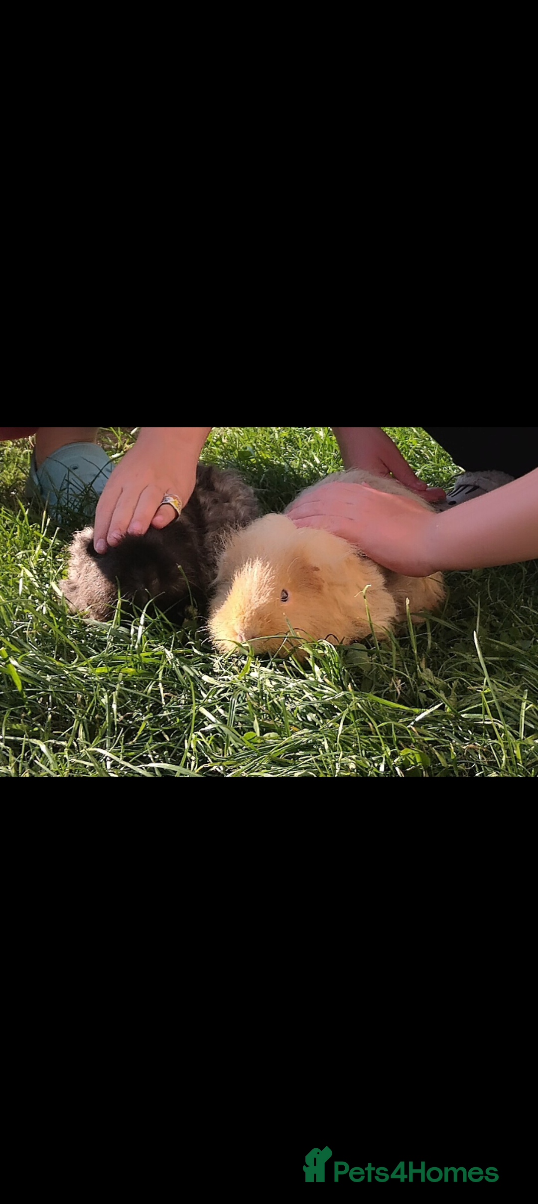 Guinea Pig rodents for sale: Rare Tiny miniature breed male female texel  - Advert 3