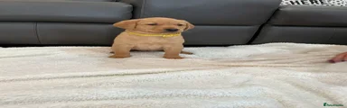 Labrador Retriever Puppy 3