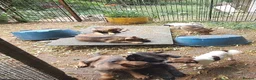 German Shepherd dogs for sale: Flat backed, German Shepherd puppies, DNA DM clear - Advert 5