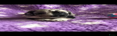 Cockapoo 4