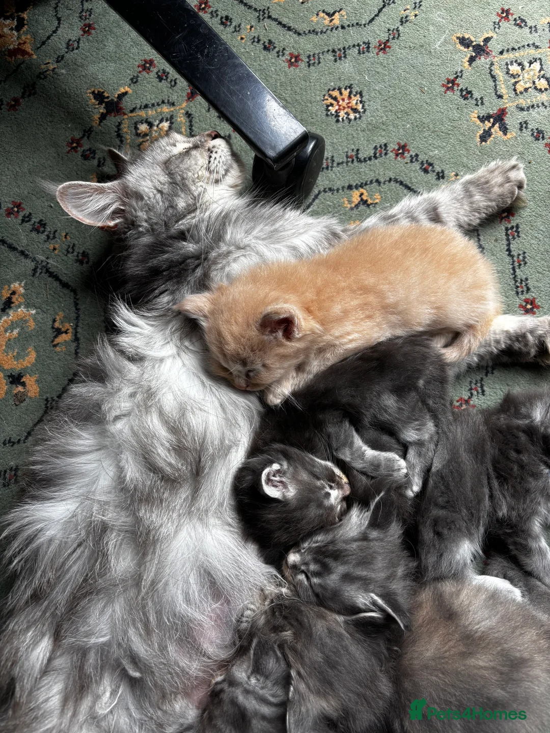 Maine Coon cats for sale: Majestic Maine Coon Kittens  - Advert 17