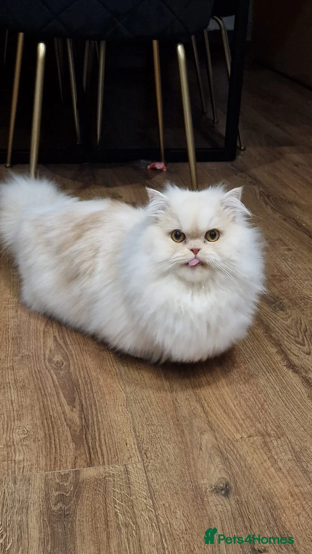 Munchkin cats for sale: Persian Munchkin Male Cat - Advert 2