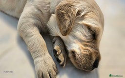 Golden Retriever dogs for sale: Beautiful chunky cream/golden retrievers  - Image 17