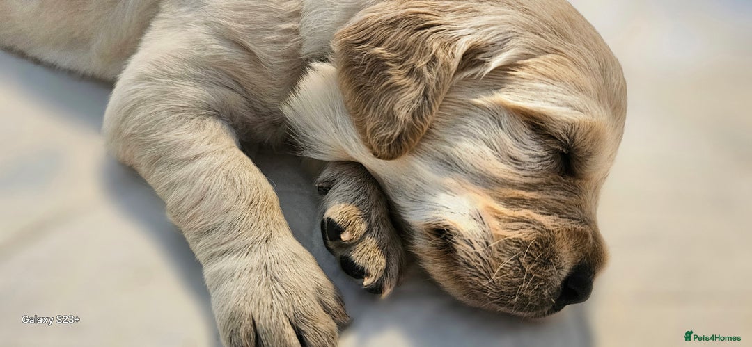 Golden Retriever dogs for sale: Beautiful chunky cream/golden retrievers  - Image 17