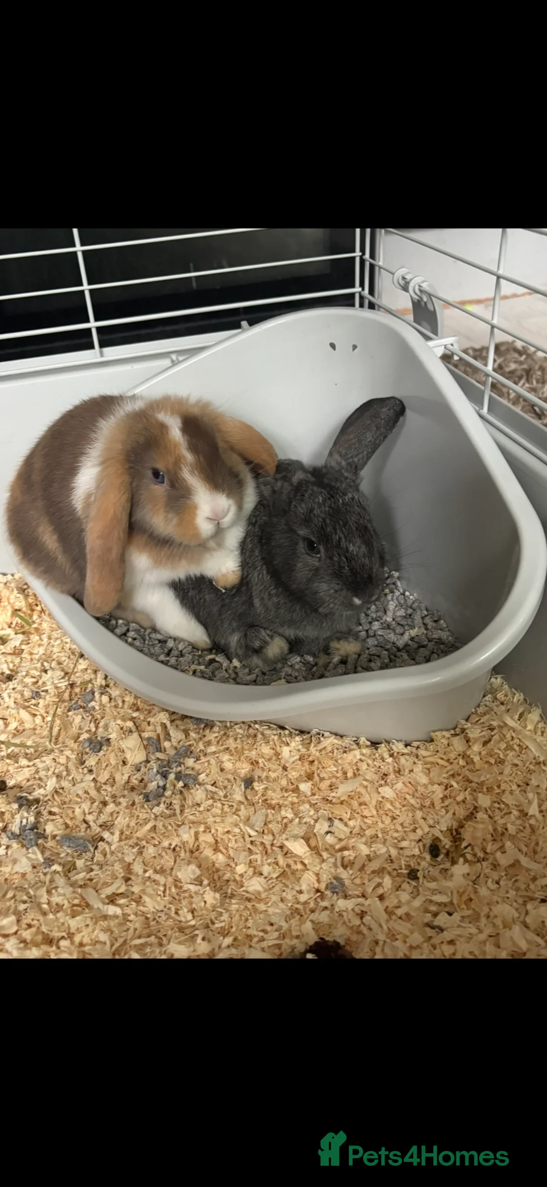 Silver rabbits for sale: Rabbits needing home in Caerphilly - Advert 2