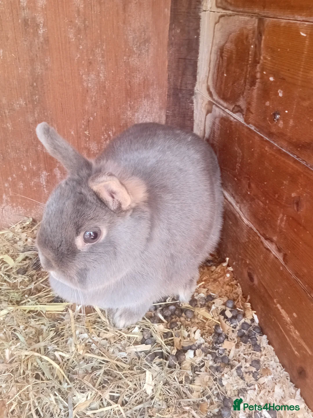 Netherland Dwarf rabbits for sale: Netherland dwarfs  - Advert 2