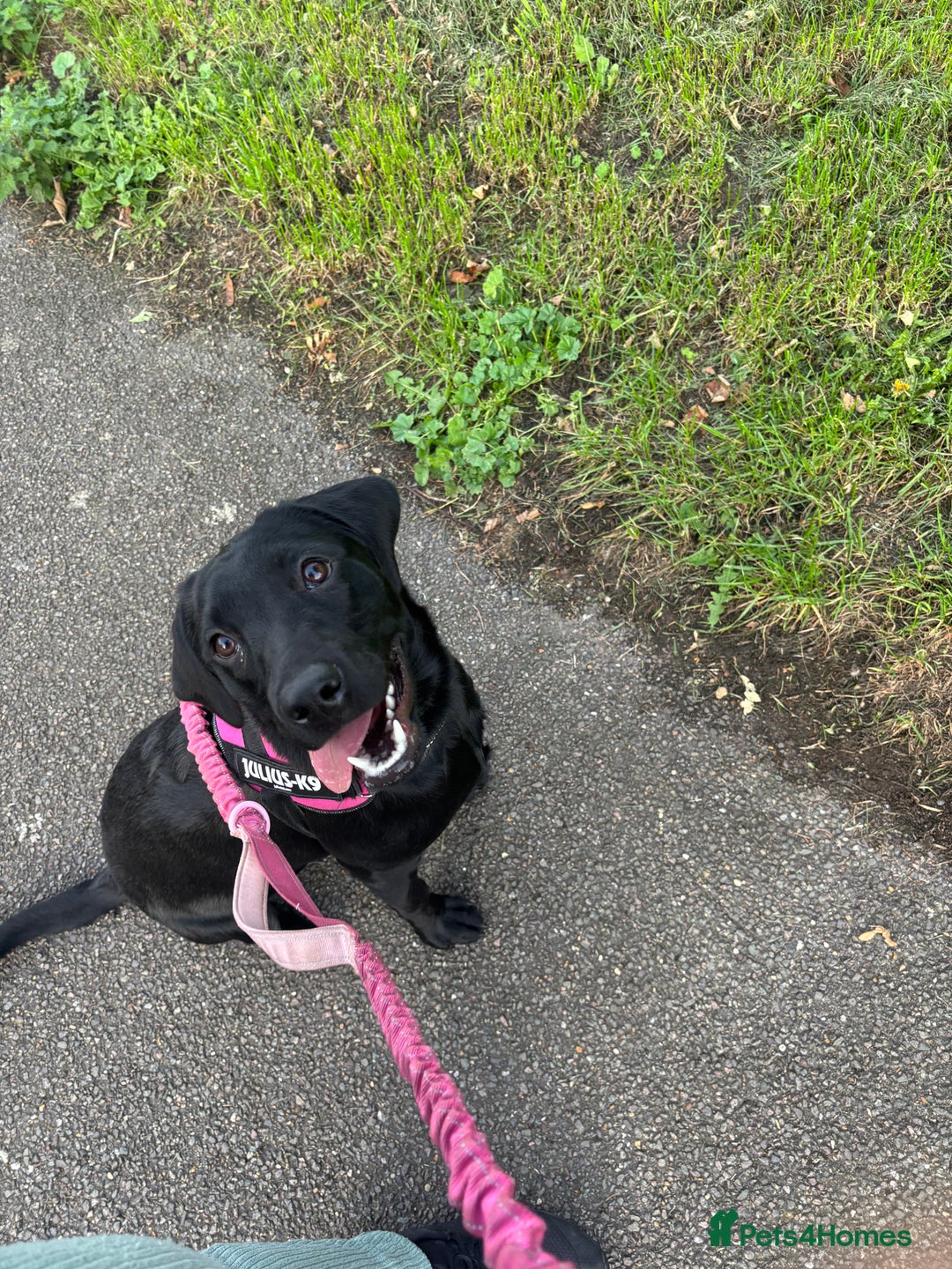 Labrador Retriever dogs for sale: labrador retriever - Advert 12