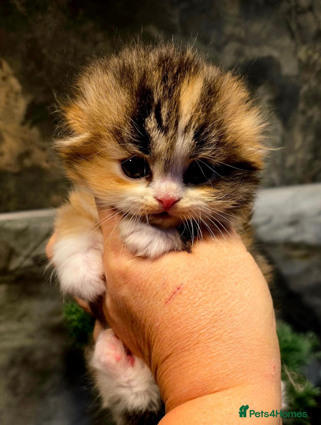 Scottish Fold cats for sale: KITTEN IS RE-ADERTISED DUE TO CANCELLATION - Advert 13