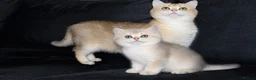 British Shorthair cats for sale: TICA pedigree pure breed golden kittens - Advert 1