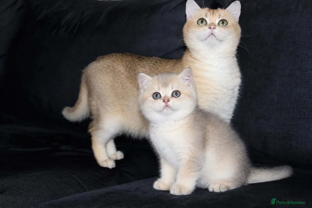 British Shorthair cats for sale: TICA pedigree pure breed golden kittens - Advert 1