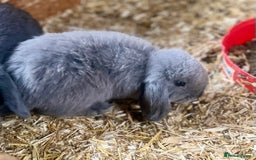 Mini Lop rabbits for sale: Mini lop baby bunnies ready now  - Image 3