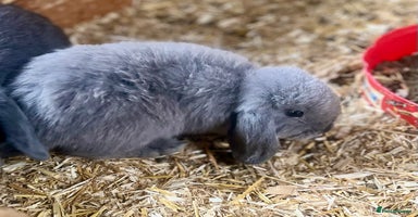 Mini Lop rabbits - Advert 2