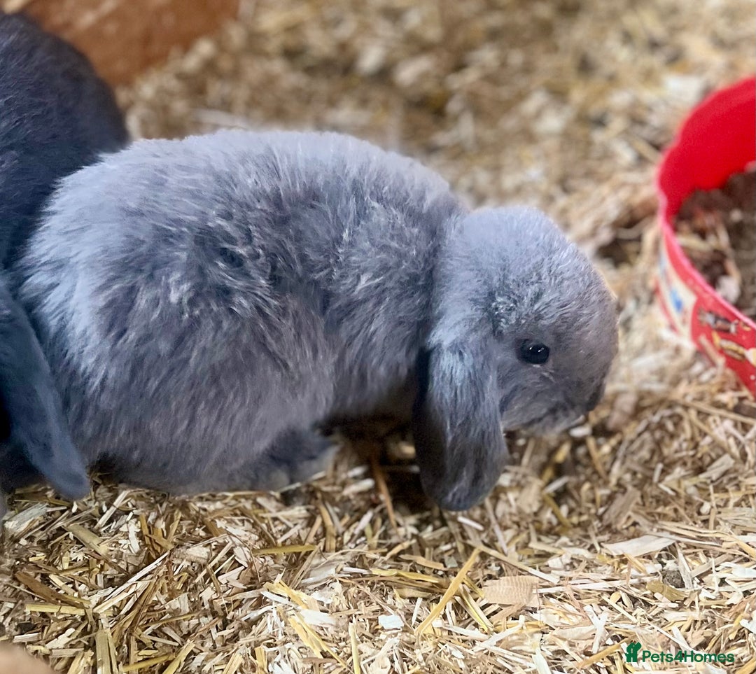 Mini Lop rabbits for sale: Mini lop baby bunnies ready now  - Image 3