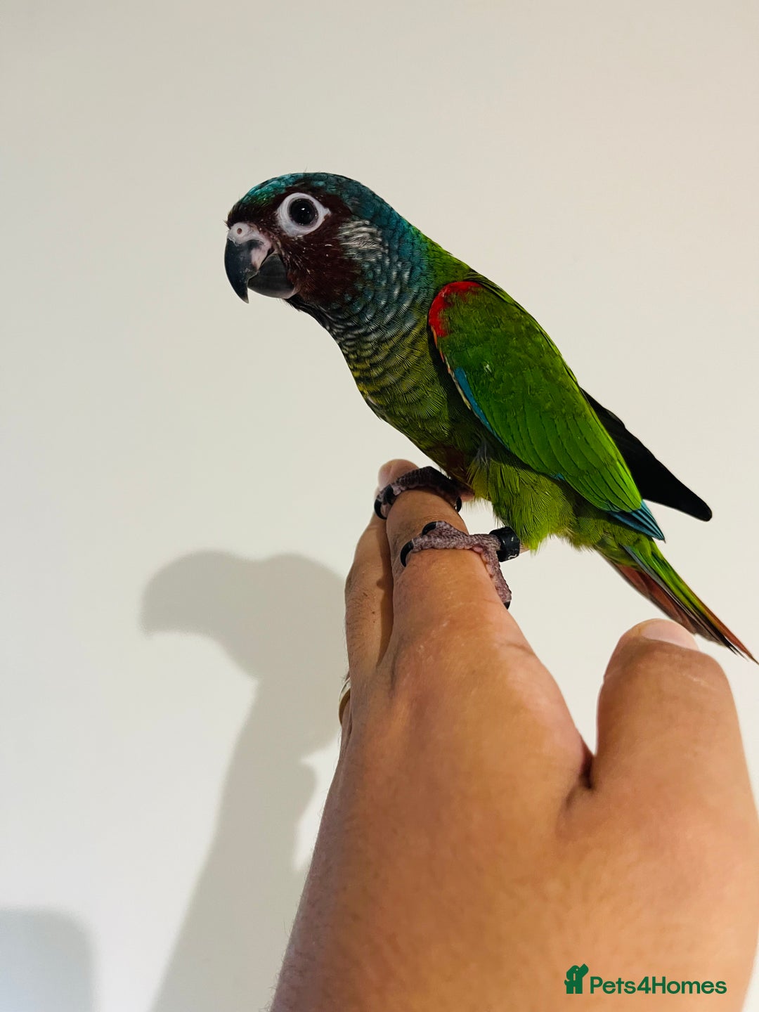 Conures birds for sale: Hand reared Emma’s, roseifrons, pearly conure - Image 3