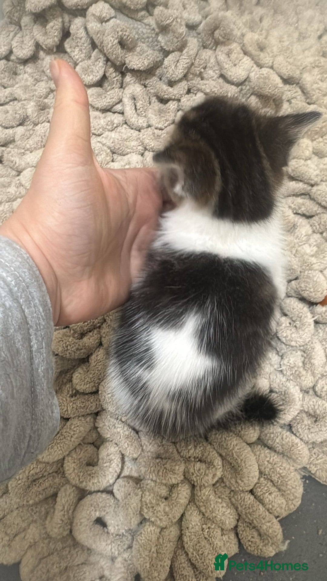 Mixed Breed cats for sale: Russian Blue x Tabby - Advert 40