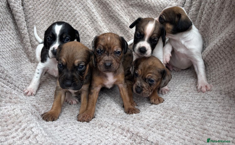Mixed Breed dogs - Advert 2
