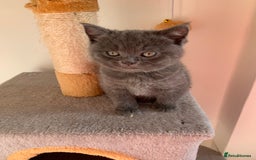 British Shorthair cats for sale: British Short Hair Kittens  - Image 10